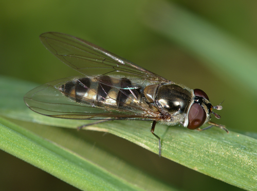 Spotted Thintail