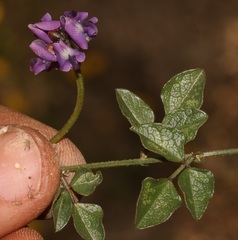 Dolichos decumbens