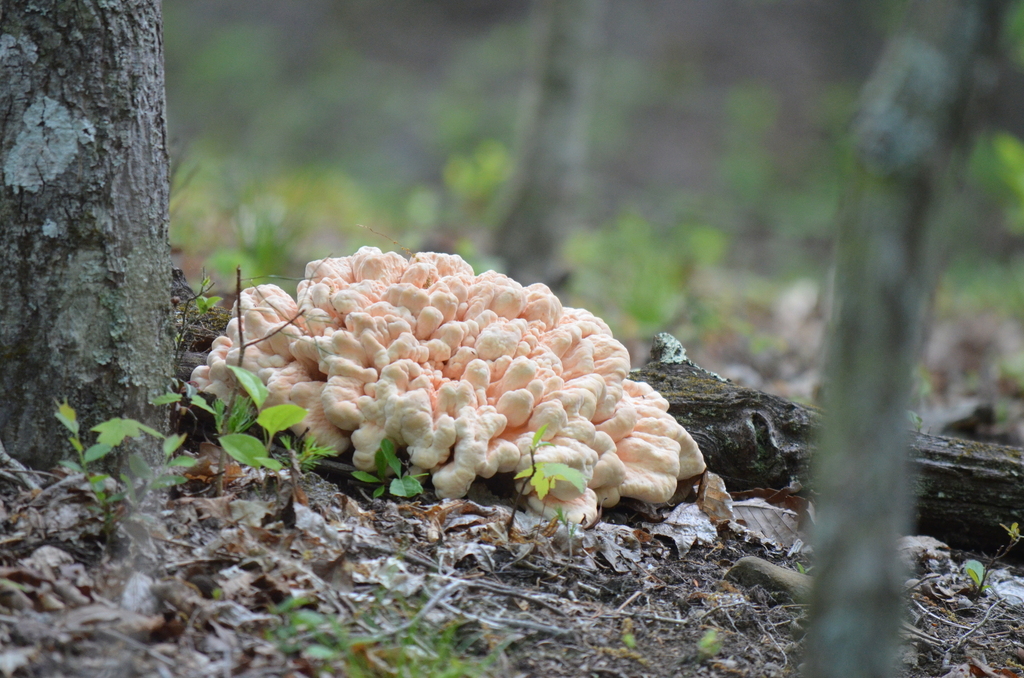White-pored Chicken of the Woods · May 2026 · photo: Photo: (c) Josiah Londerée, some rights reserved (CC BY) · iNaturalist