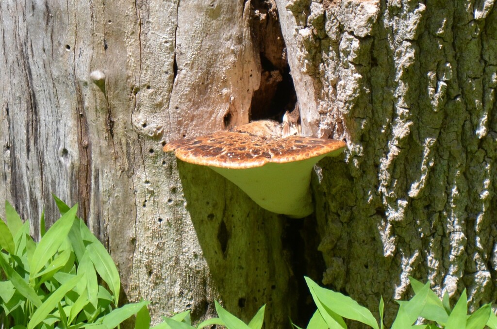 Dryad's Saddle · May 2026 · photo: Photo: (c) Josiah Londerée, some rights reserved (CC BY) · iNaturalist
