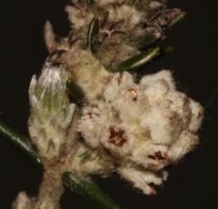 Phylica harveyi