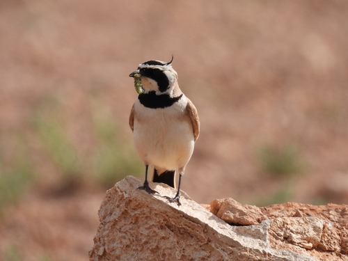 Temminck's Lark