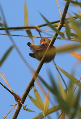 Dicaeum erythrorhynchos