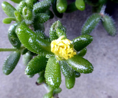 Delosperma echinatum