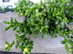 Delosperma echinatum