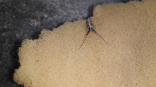Agapanthia suturalis