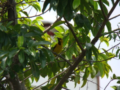 Icterus nigrogularis