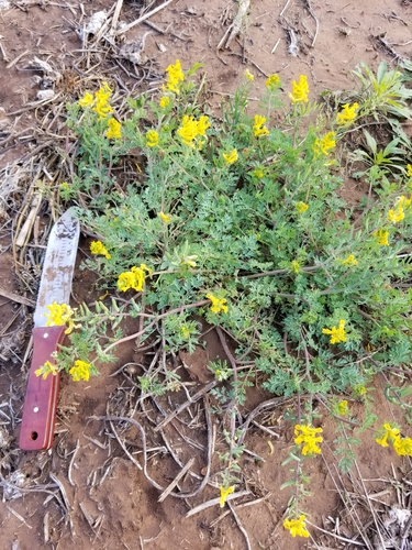 Corydalis curvisiliqua ssp. curvisiliqua