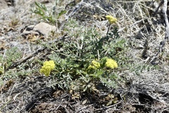 Lomatium austiniae