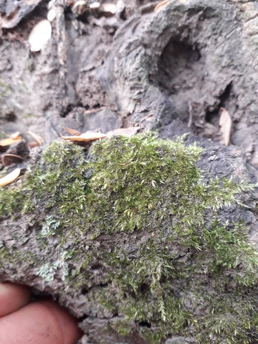 Sematophyllum subhumile observed 2026-05-09