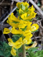 Corydalis curvisiliqua