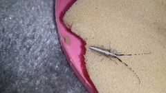 Agapanthia suturalis