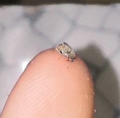 Acanthoscelides obtectus