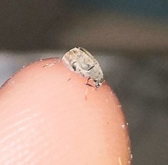 Acanthoscelides obtectus