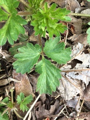 Waldsteinia