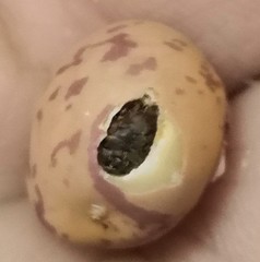 Acanthoscelides obtectus