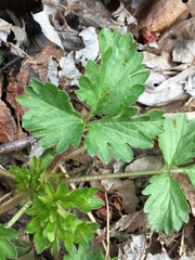 Waldsteinia