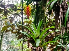 Vriesea