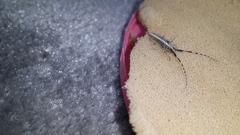 Agapanthia suturalis