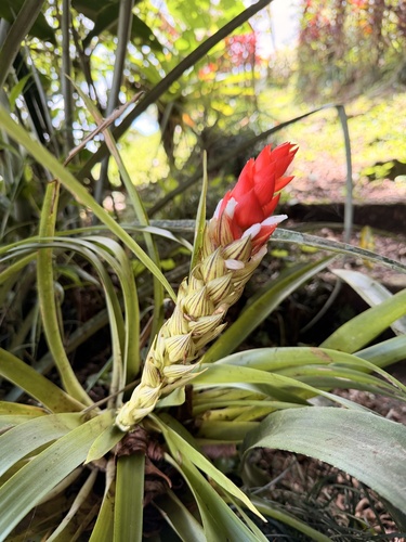 Guzmania monostachia, photograph 2