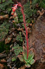 Echeveria strictiflora