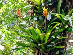 Vriesea