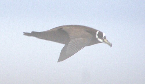 iNaturalist image