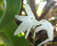 Dendrobium moorei