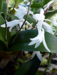 Dendrobium moorei