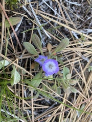 Phacelia curvipes