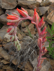 Echeveria strictiflora