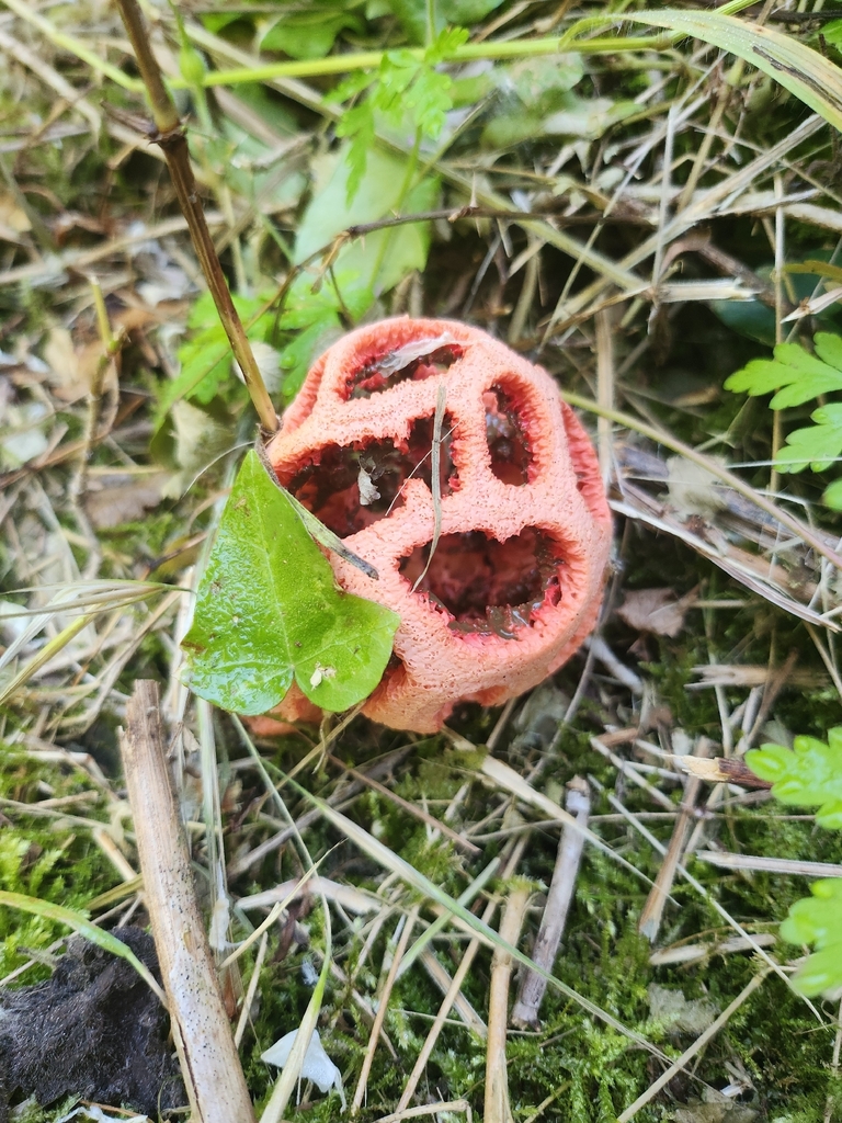 Clathrus ruber · May 2026 · photo: © nardognolo (iNaturalist, cc-by)