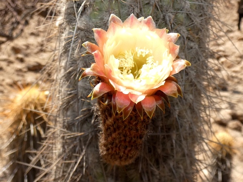 Weberbauerocereus rauhii, photograph 4
