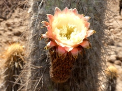 (c) Jean Capcha Ramos, some rights reserved (CC BY) Weberbauerocereus rauhii, photograph (c) Jean Capcha Ramos, some rights reserved (CC BY)