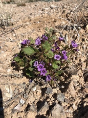 Phacelia pulchella