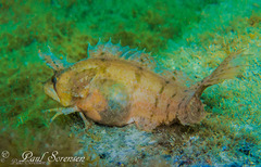 Cristiceps australis