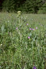 Cirsium remotifolium