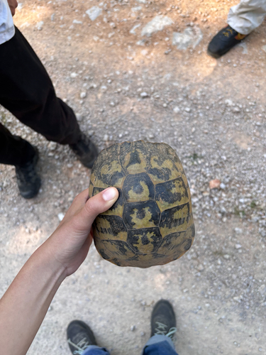Testudo hermanni
