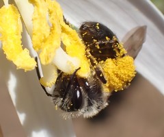 Andrena erythronii