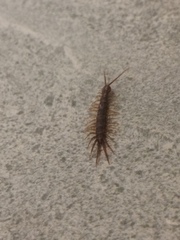 Lithobius peregrinus