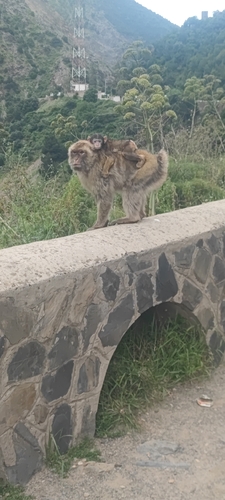 Barbary Macaque