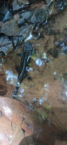 Panha's Crocodile Newt