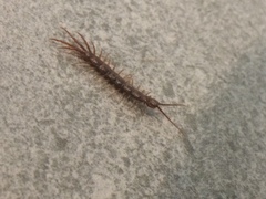 Lithobius peregrinus