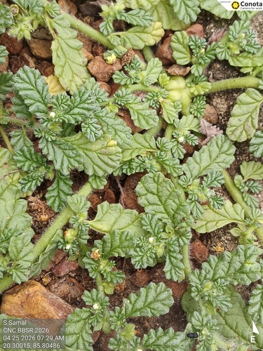 Coldenia procumbens, photograph 2