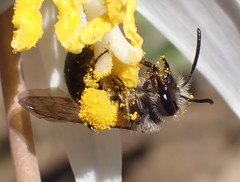 Andrena erythronii