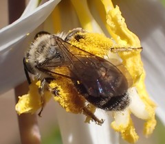 Andrena erythronii