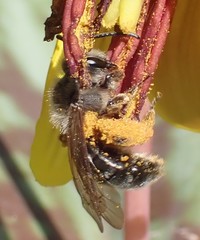 Andrena erythronii