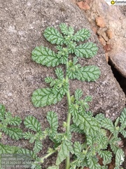 Coldenia procumbens, photograph (c) Shradhanjali Samal, some rights reserved (CC BY)