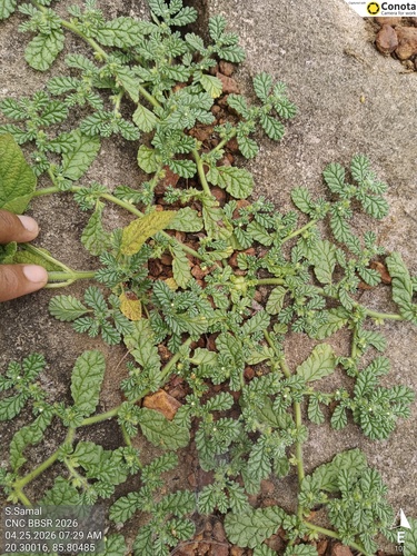 Coldenia procumbens, photograph 4
