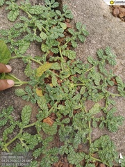 Coldenia procumbens, photograph (c) Shradhanjali Samal, some rights reserved (CC BY)